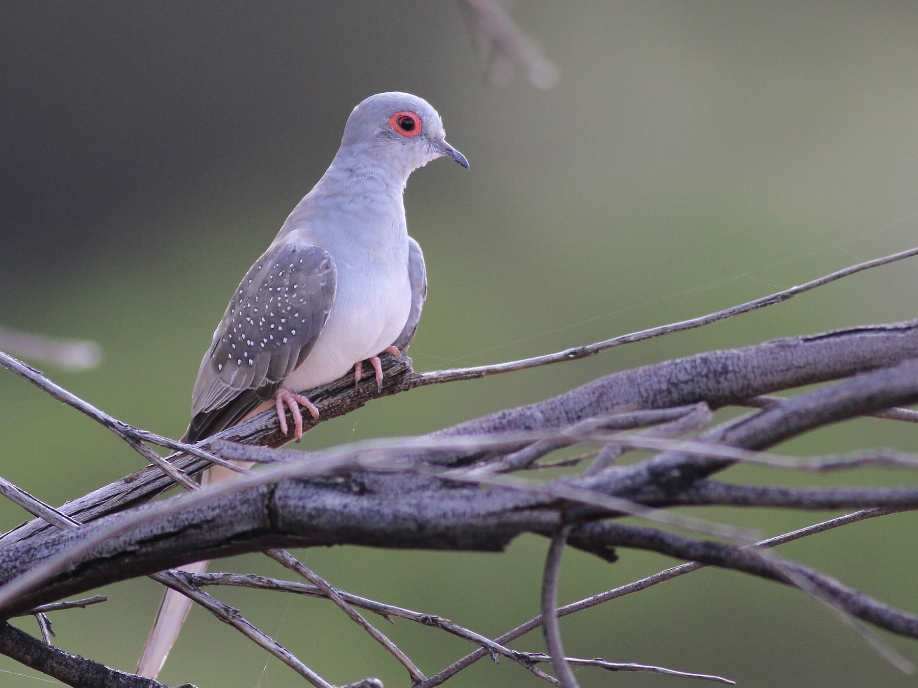 diamond dove