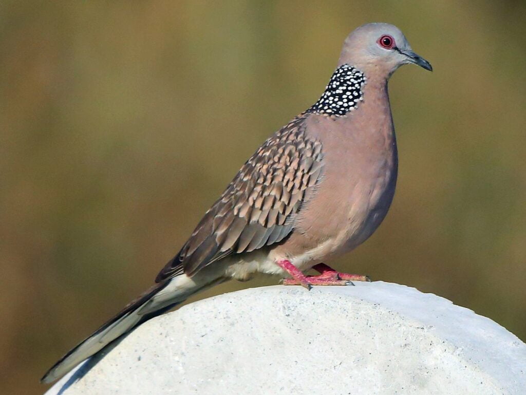 perlasta 2