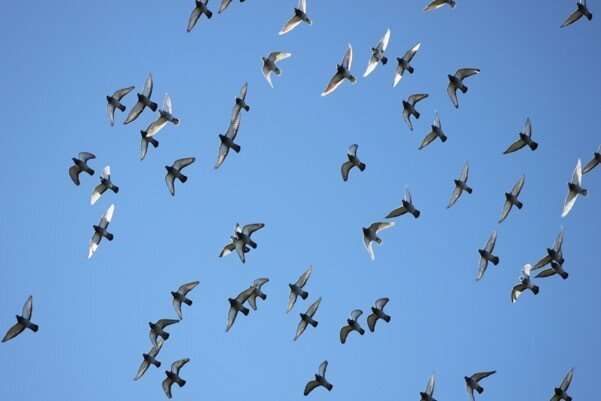 pigeons flying