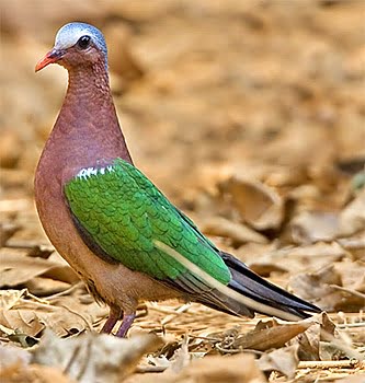 emerald1