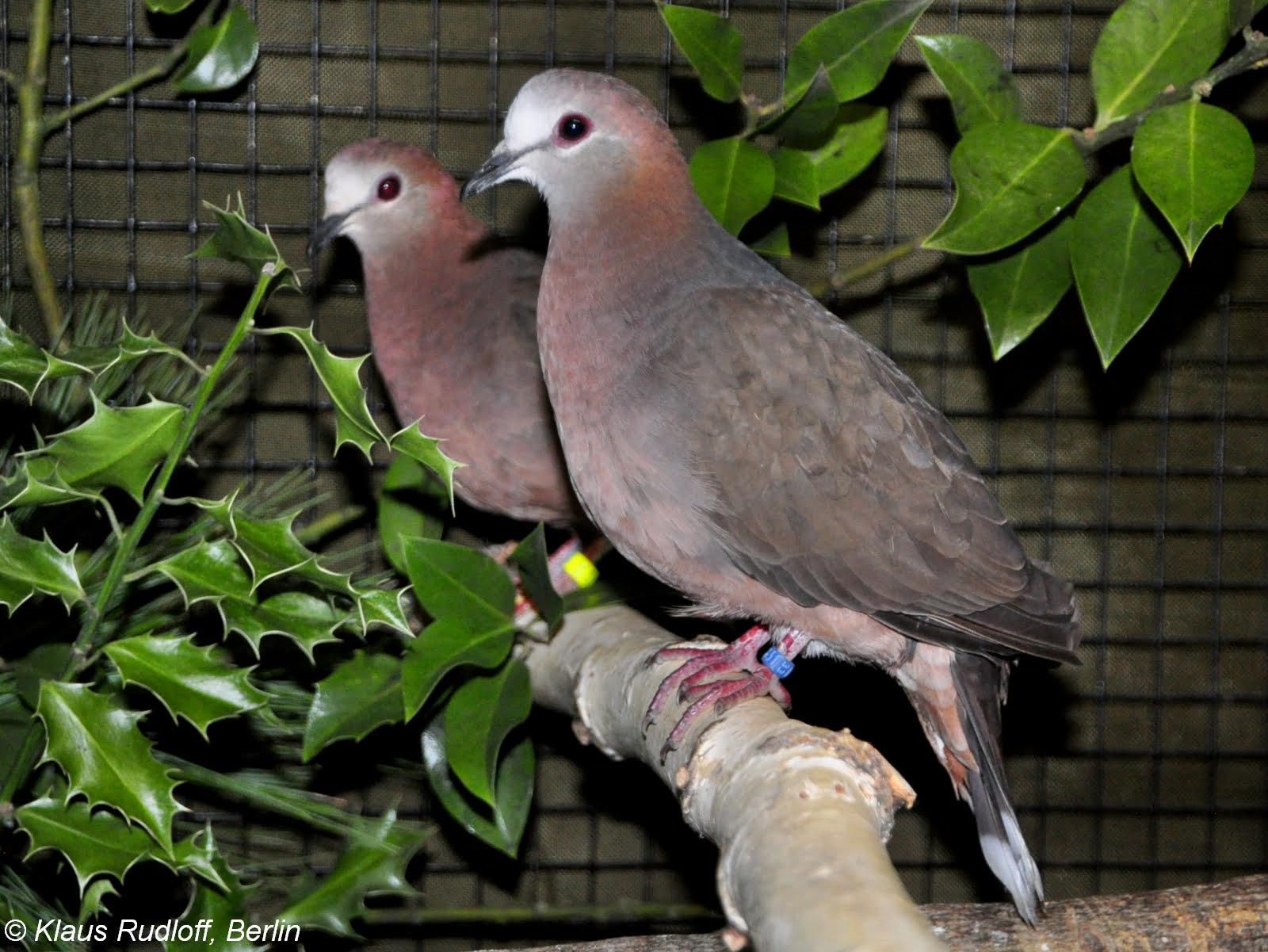 lemon dove4