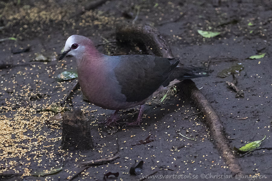 lemon dove5