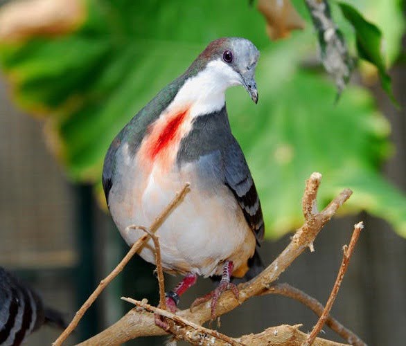 luzon4