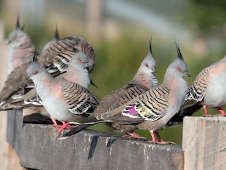 Ocyphaps lophotes