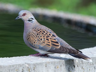 streptopelia turtur