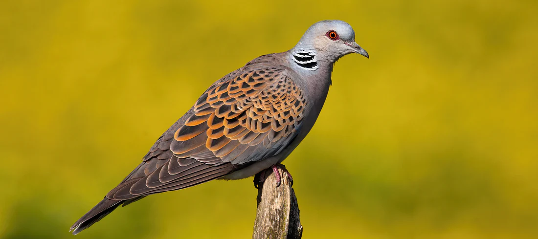 streptopelia turtur